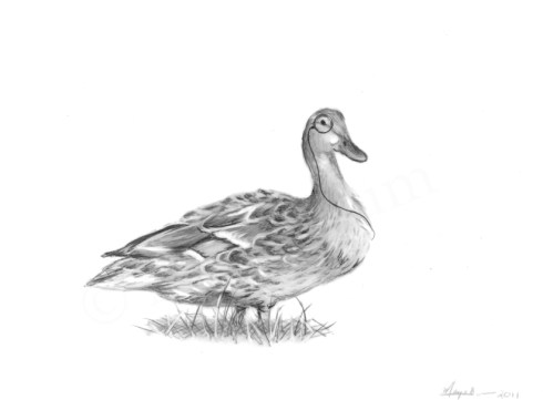 "Pomp" by Maya Hum 2011