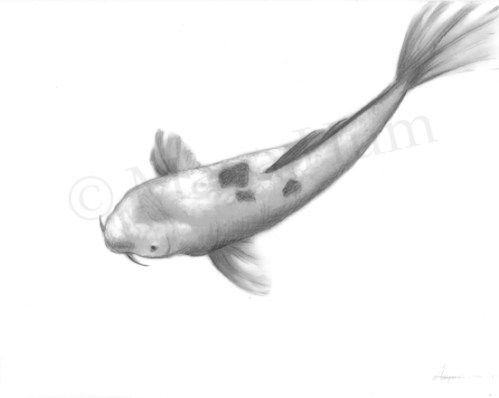 Koi - Graphite and Acrylic on Mylar, 2011